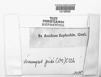 Endophyllum euphorbiae-sylvaticae image